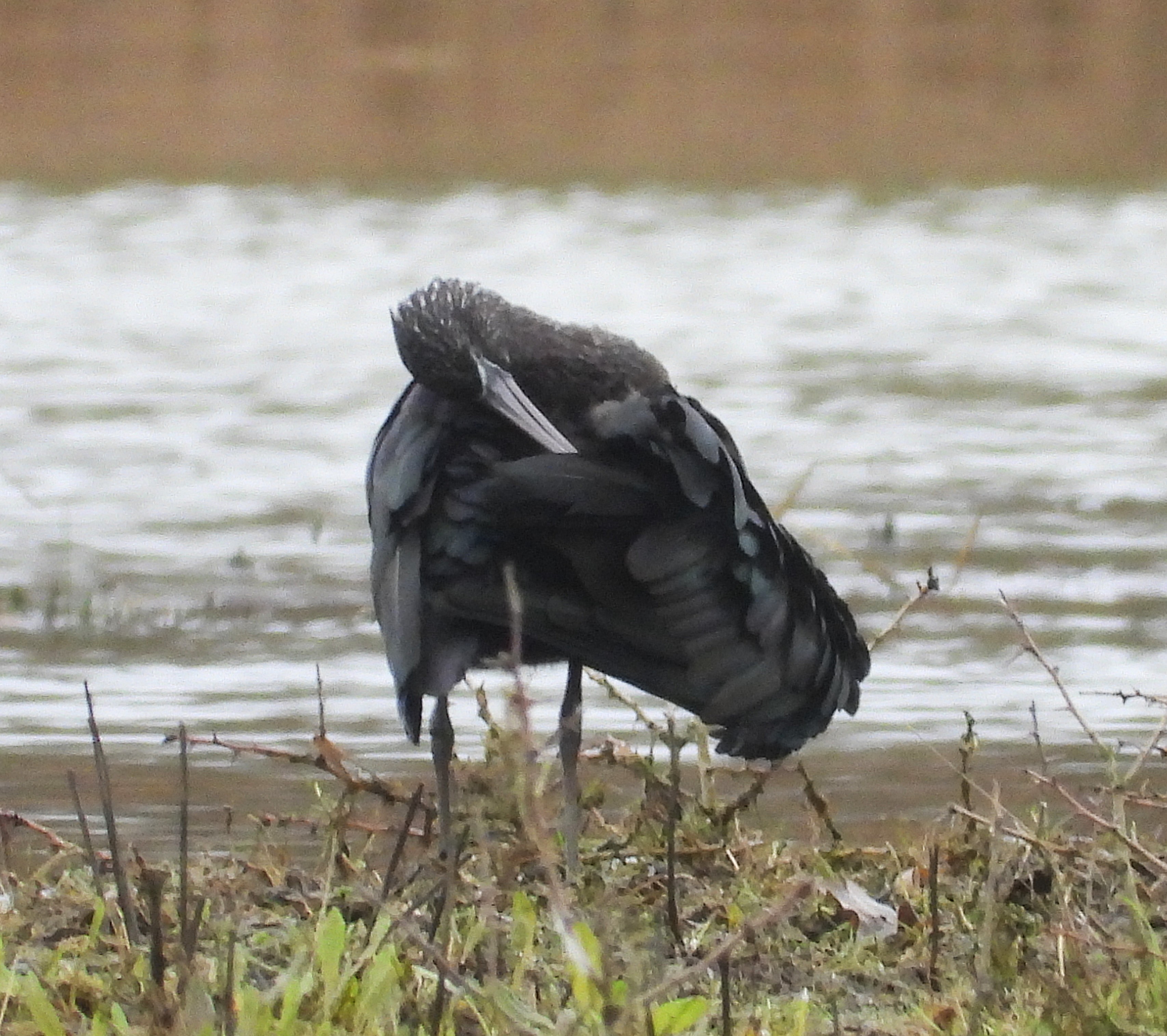 Glossy Ibis