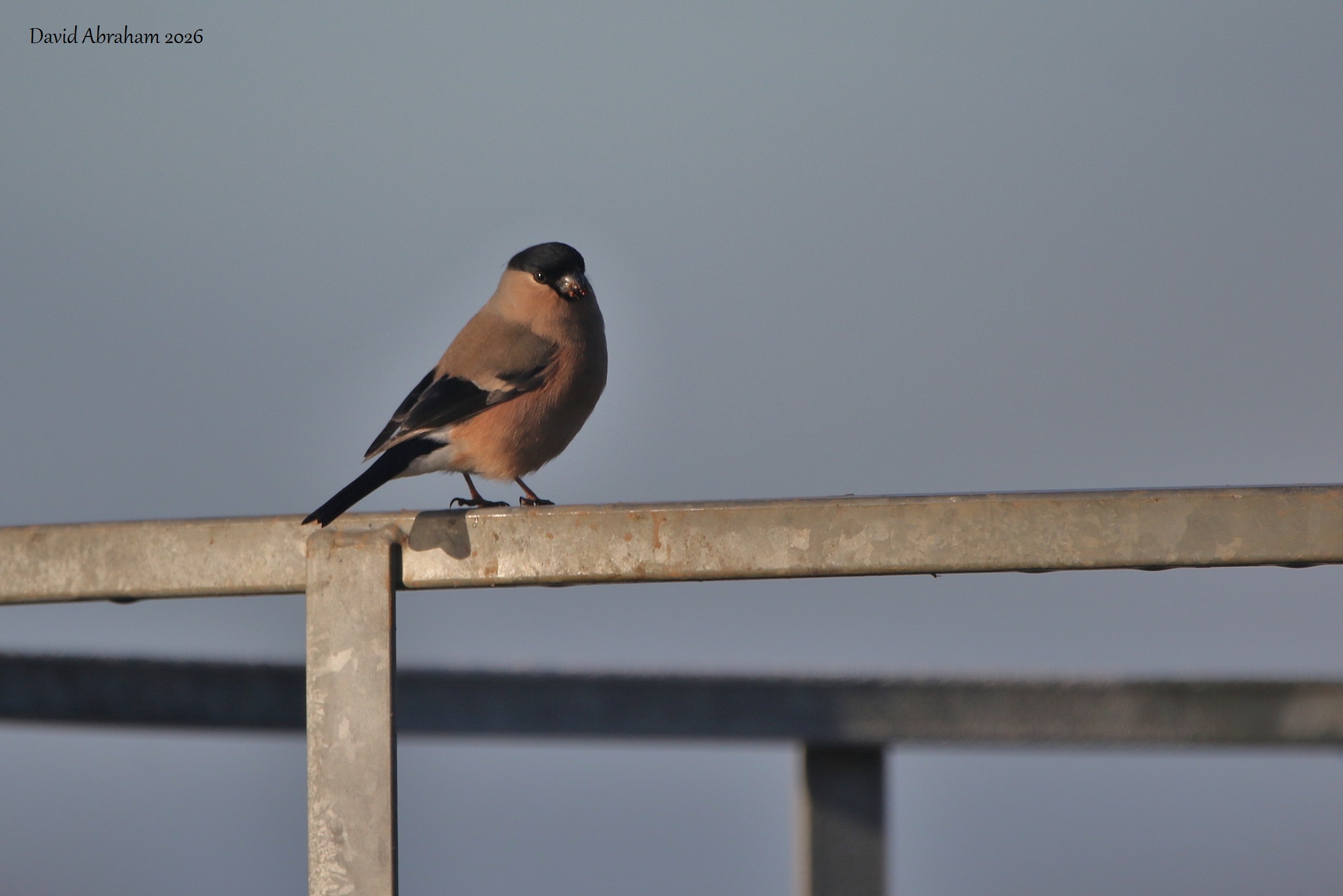Bullfinch 