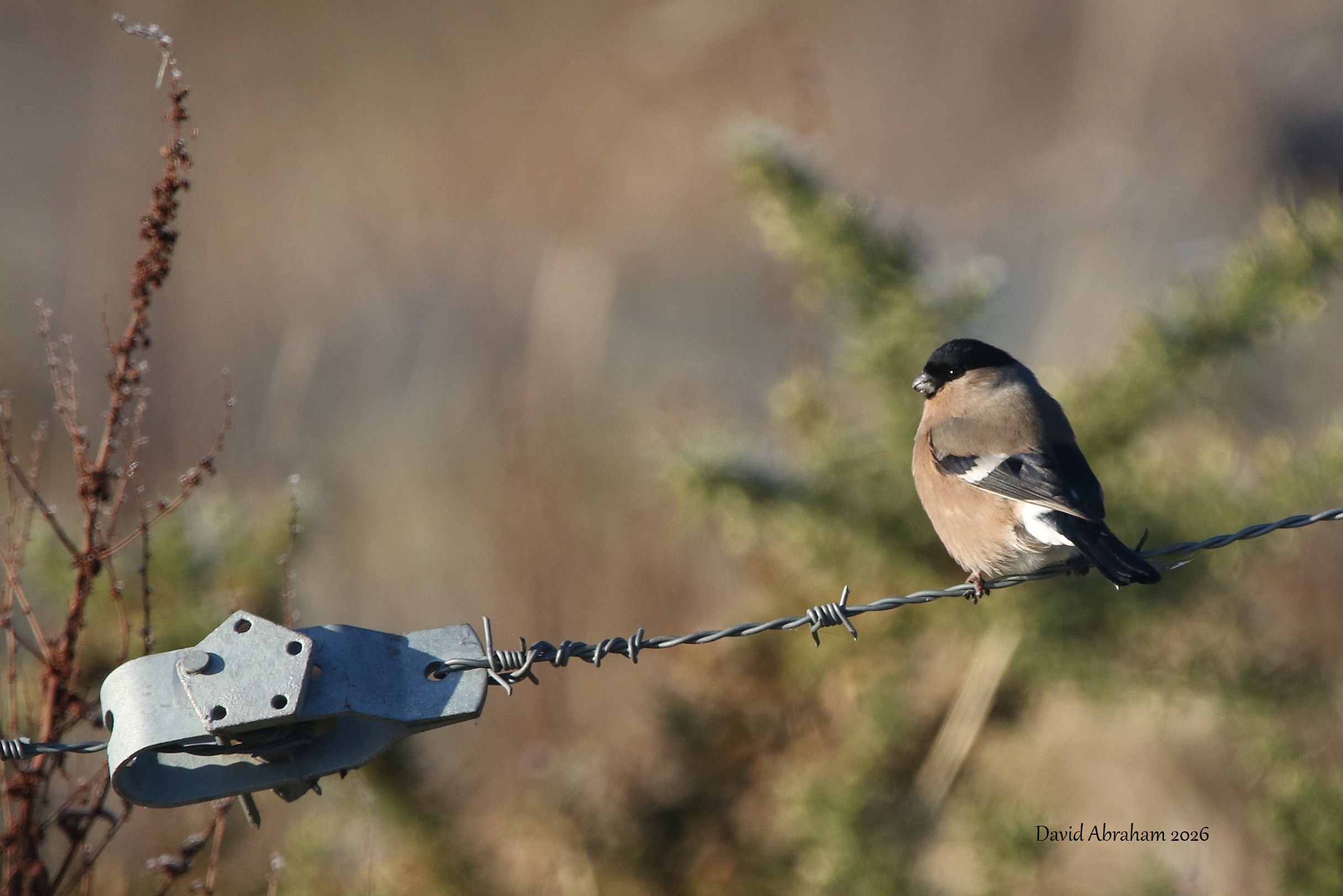 Bullfinch 