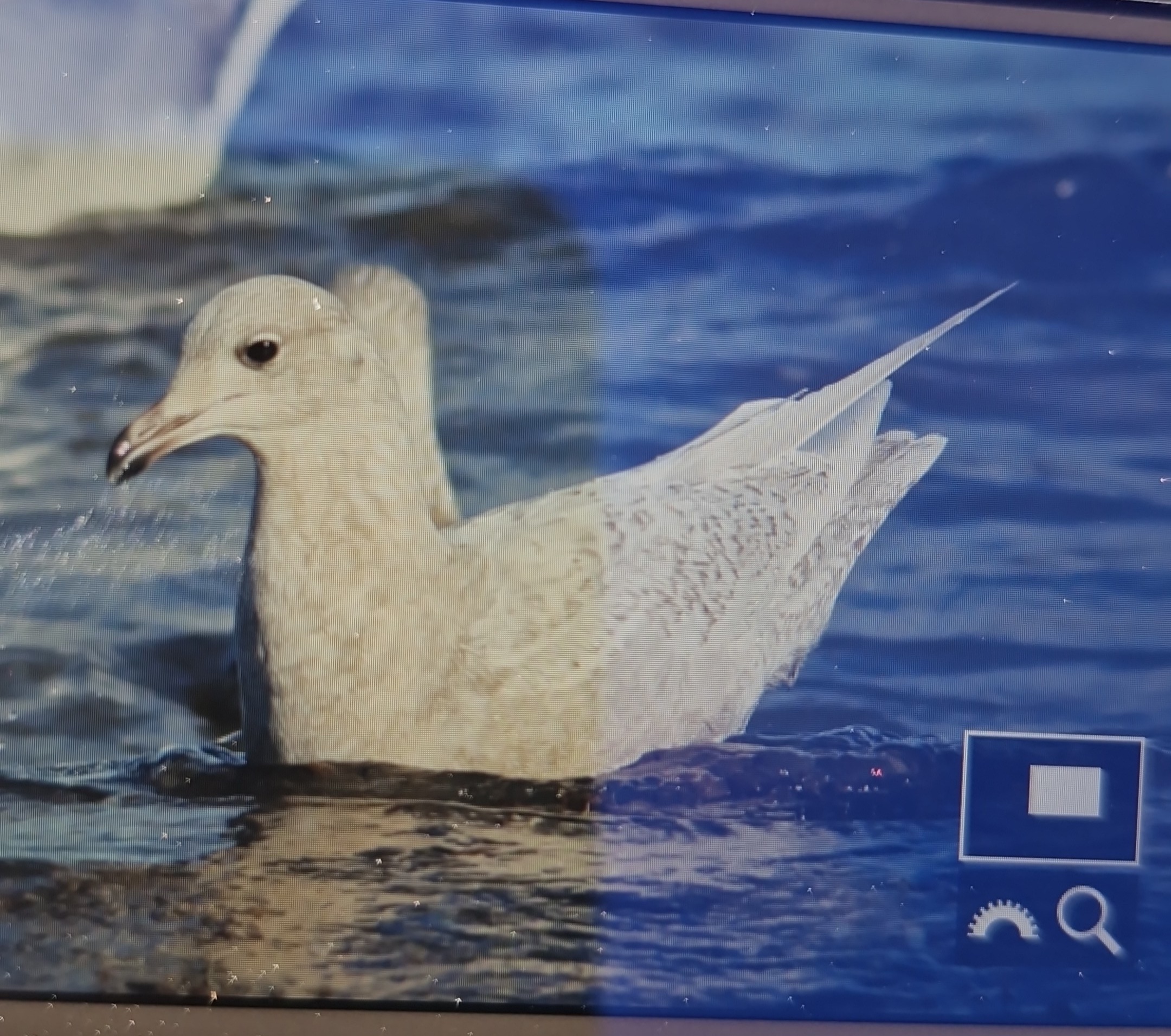 Iceland Gull