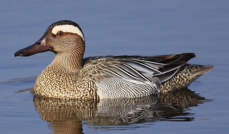Garganey