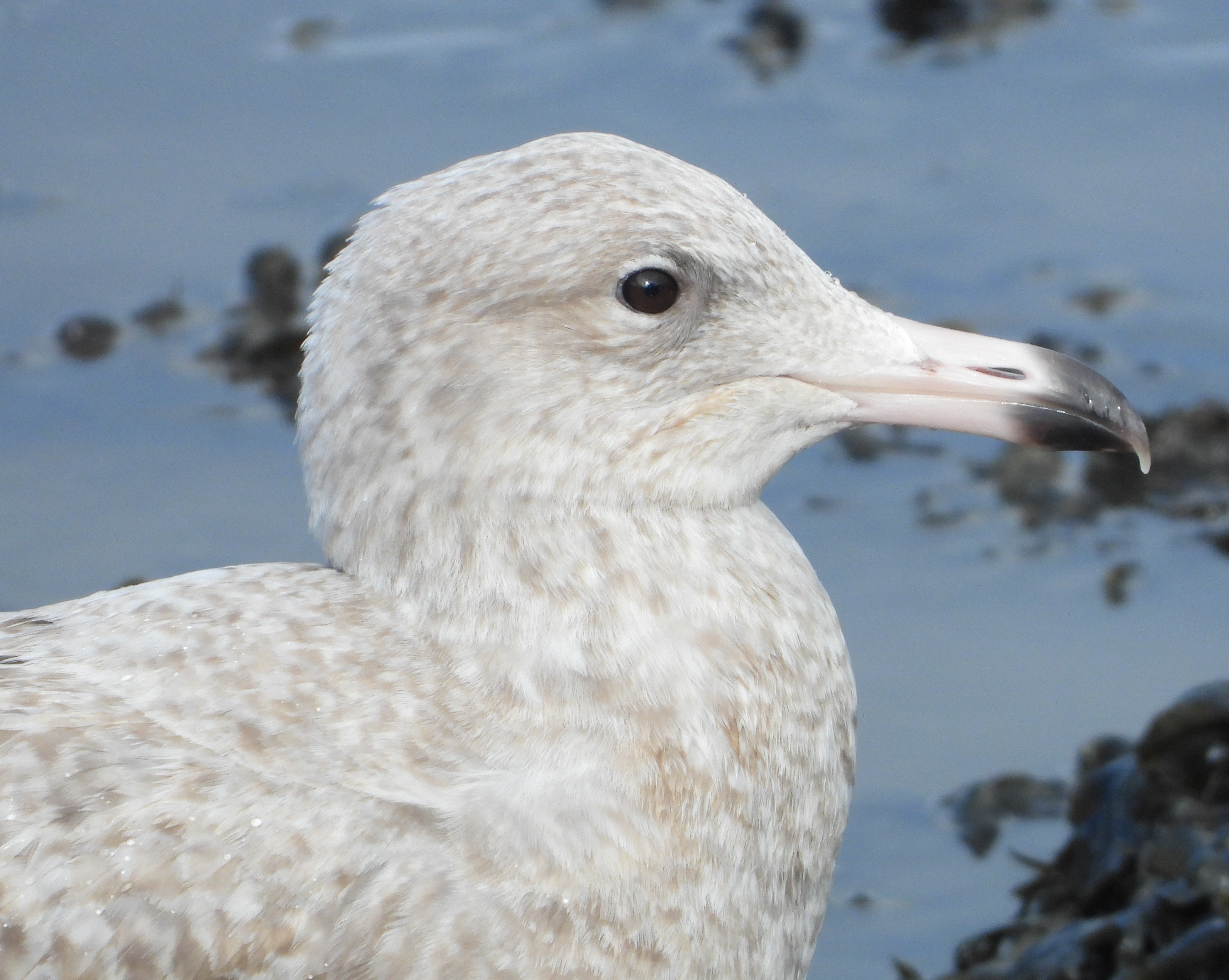 Glaucous Gull