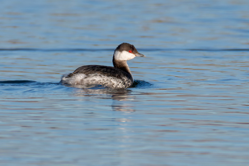 Slavonian Grebe