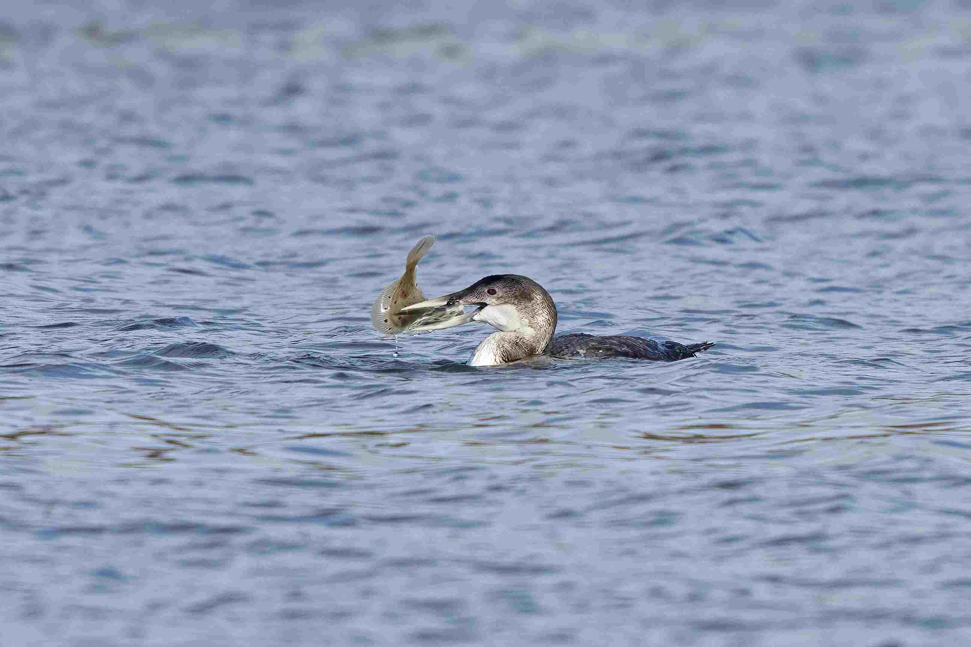 White-billed Diver