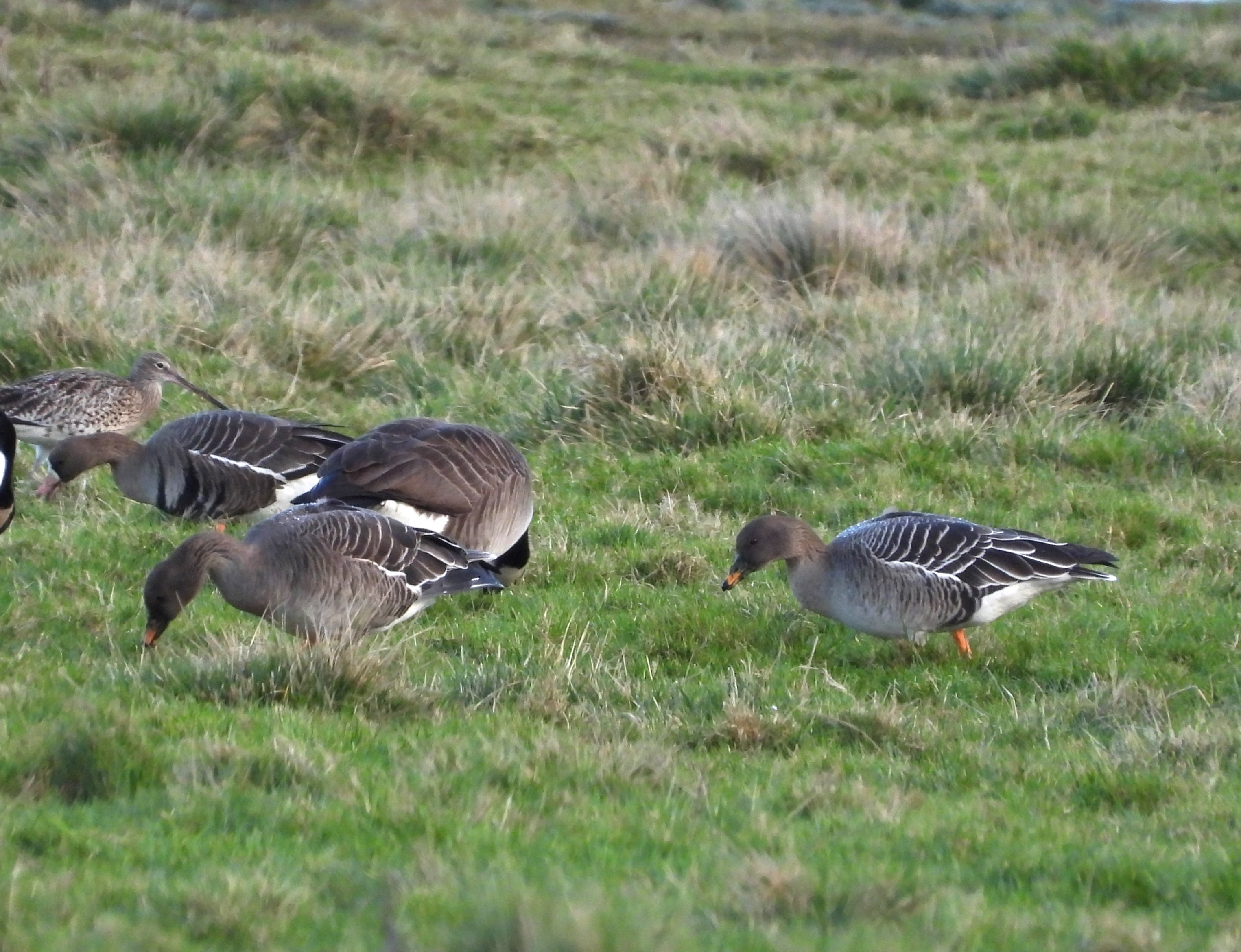 Tundra Bean Goose