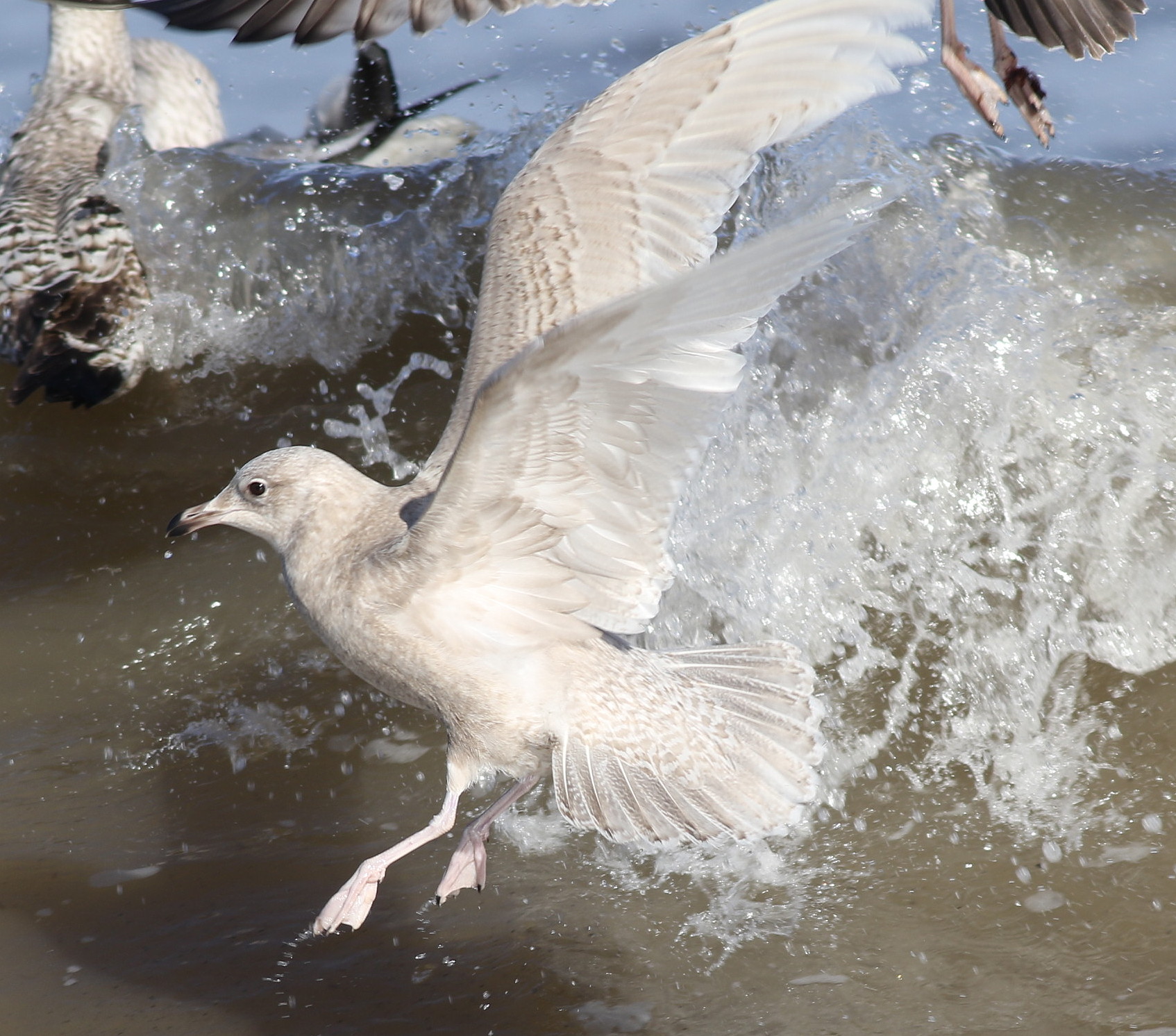 Iceland Gull