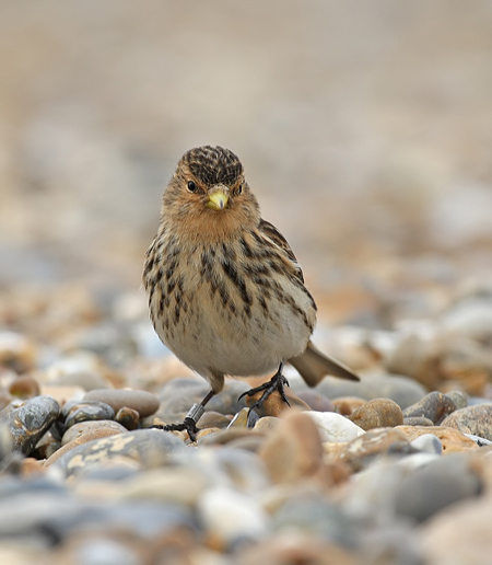 Twite
