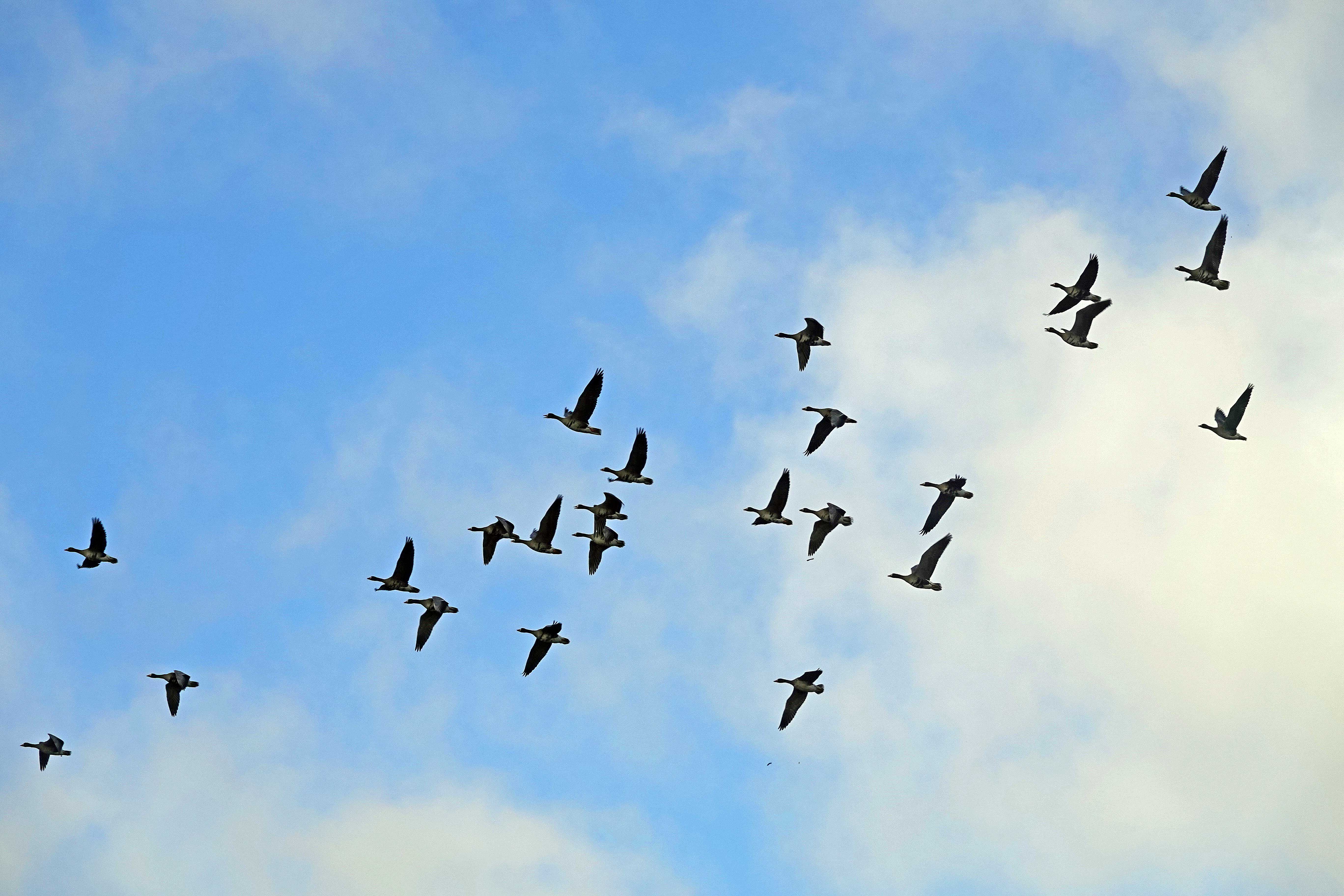 Russian White-fronted Goose