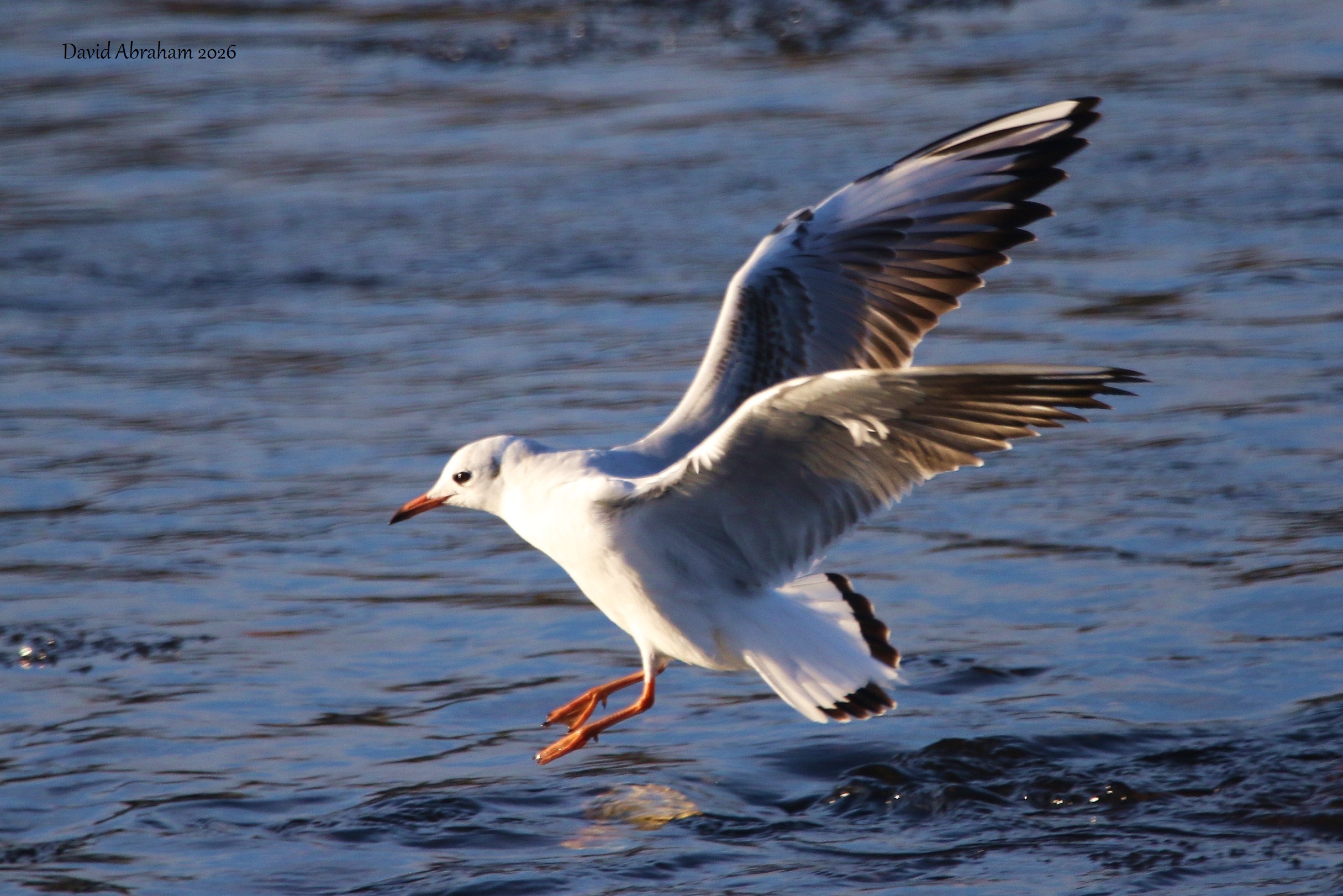 Black-headed Gull