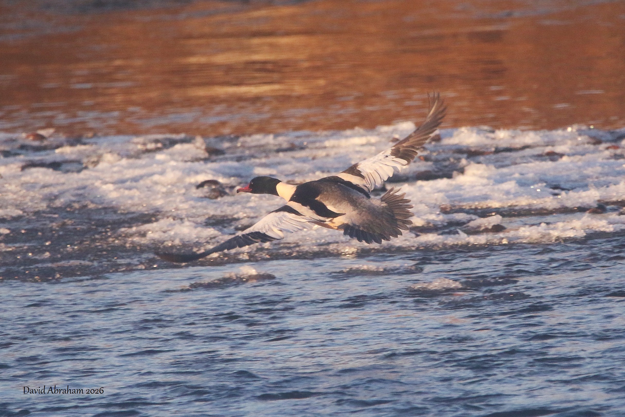 Goosander