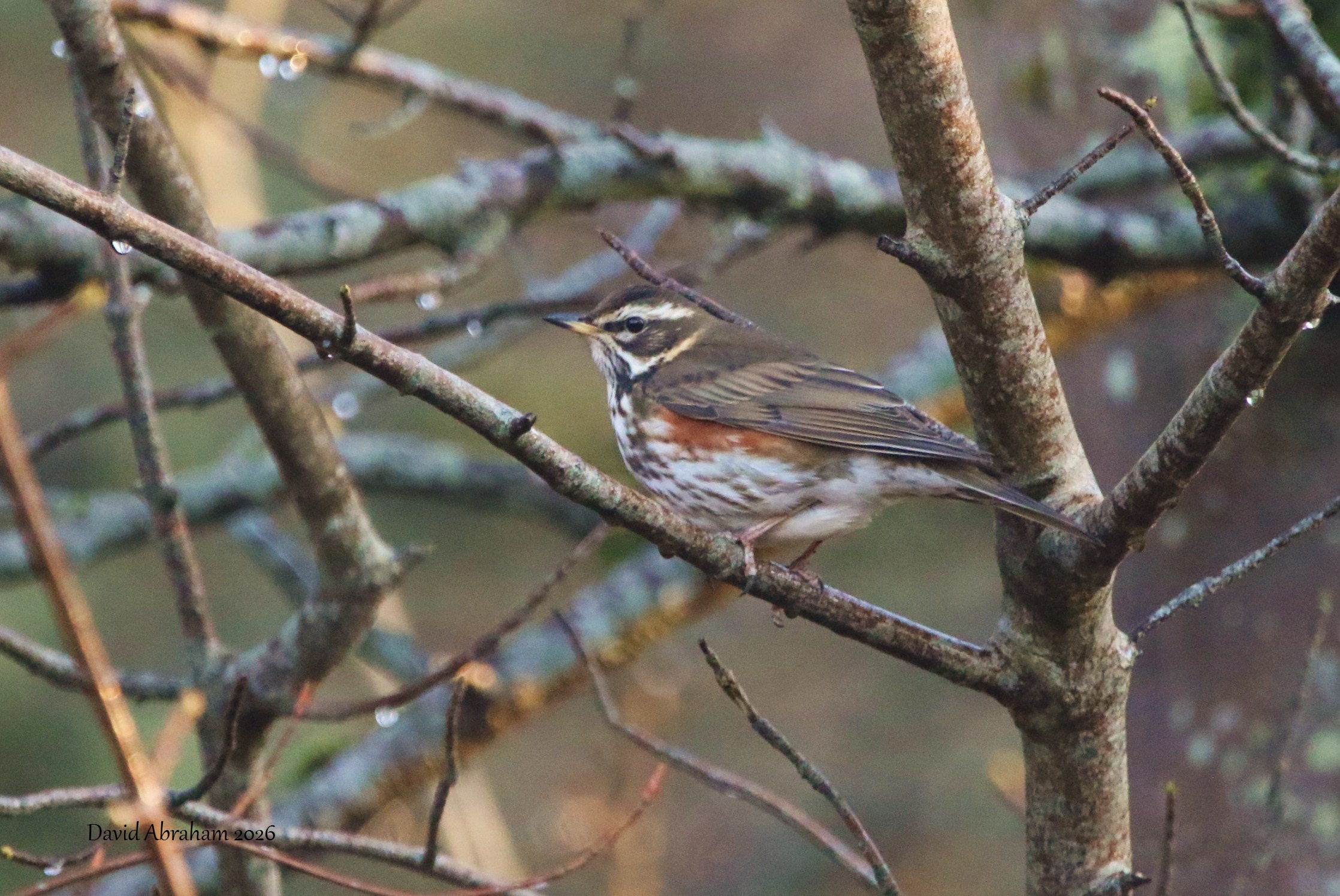 Redwing 