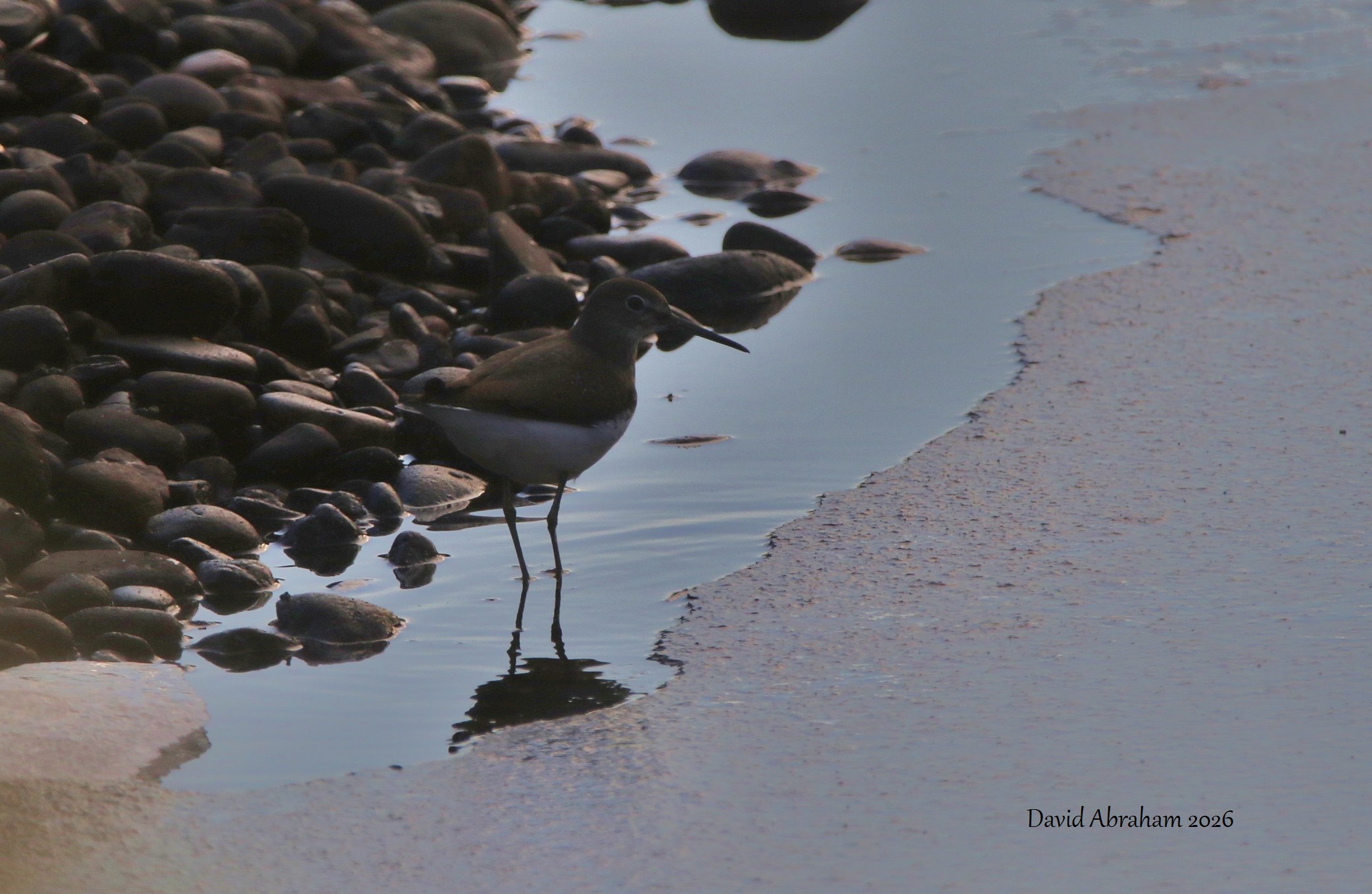 Green Sandpiper 
