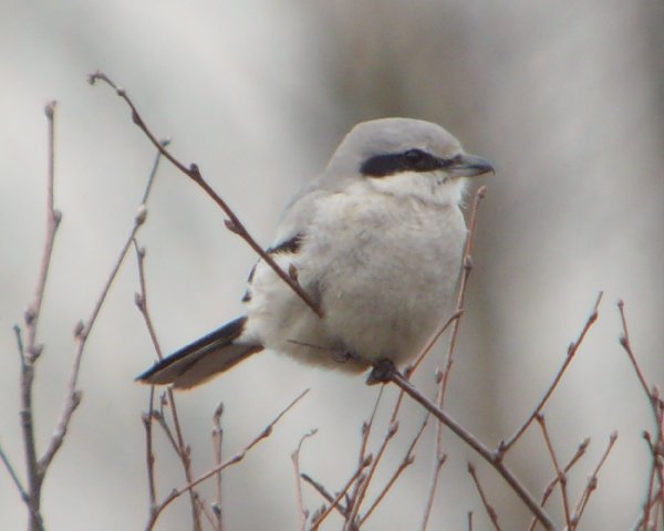Great Grey Shrike