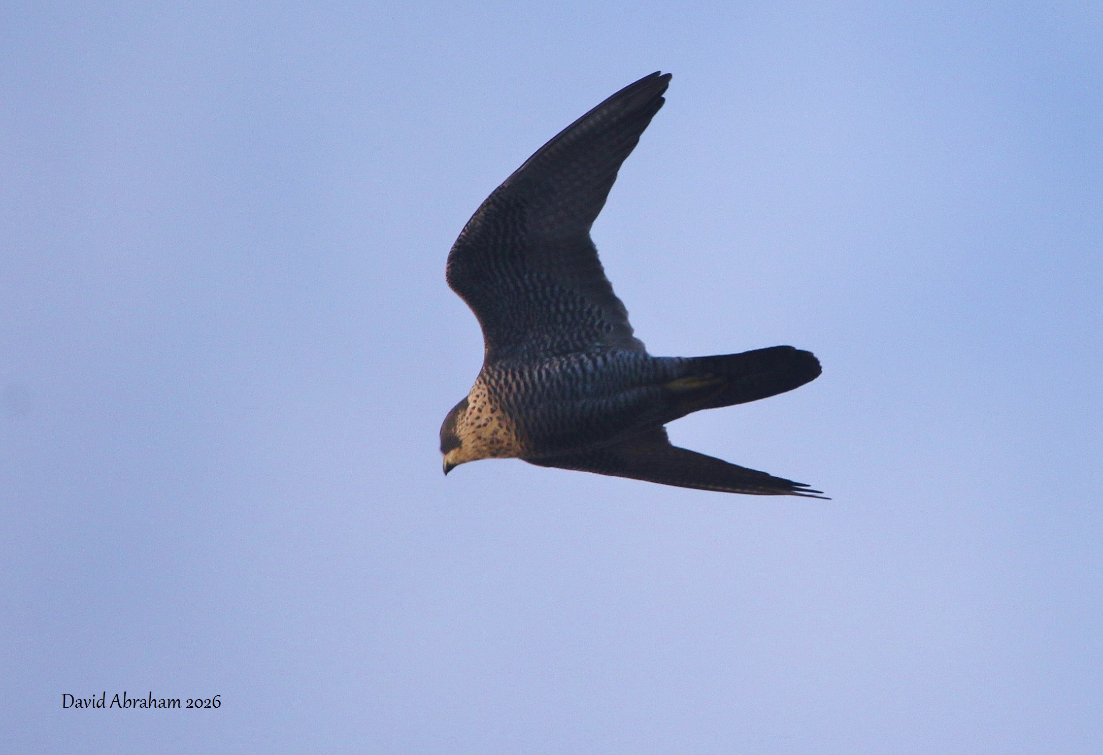 Peregrine 