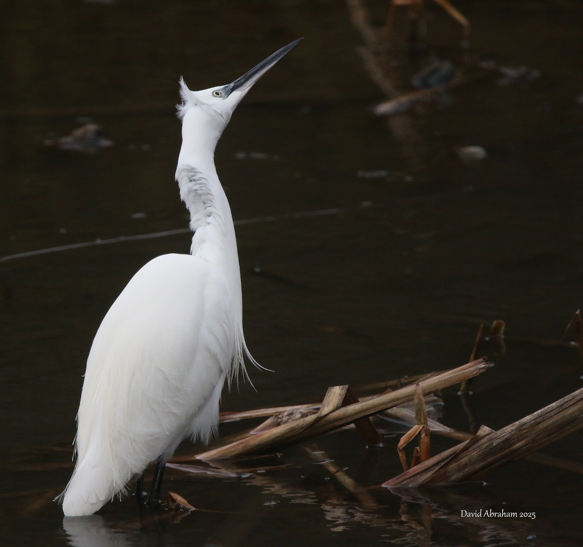 Little Egret 
