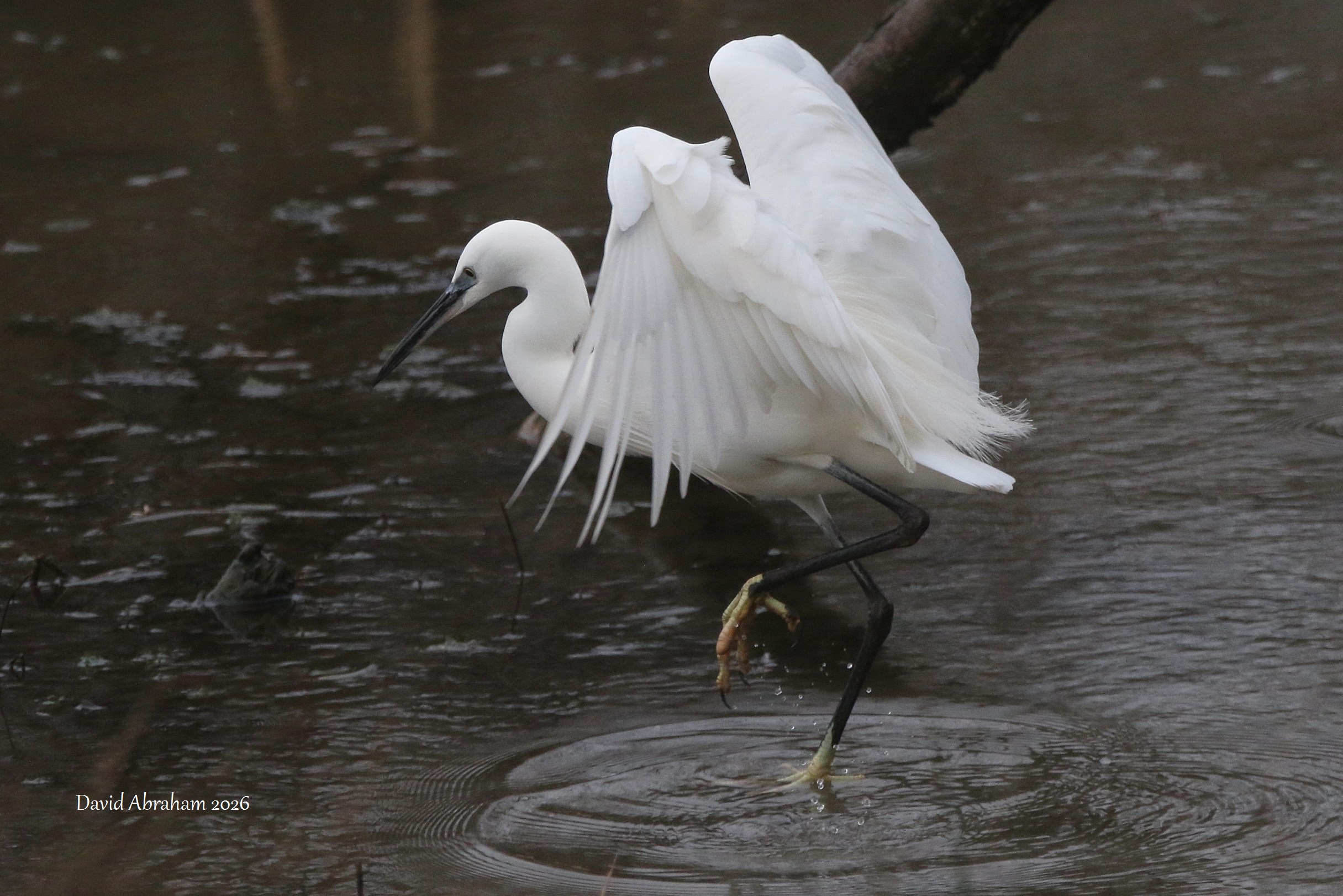 Little Egret 