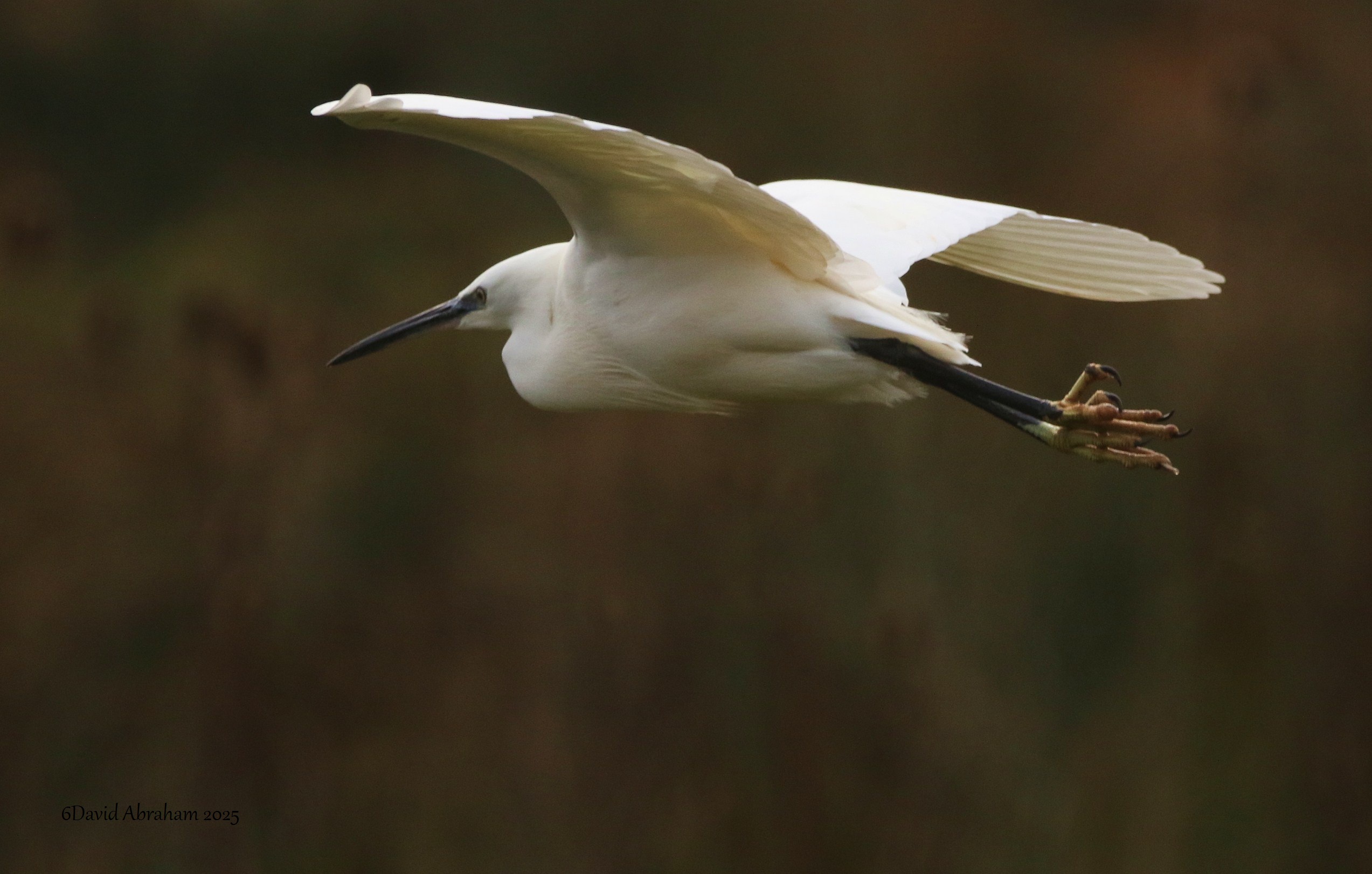 Little Egret 