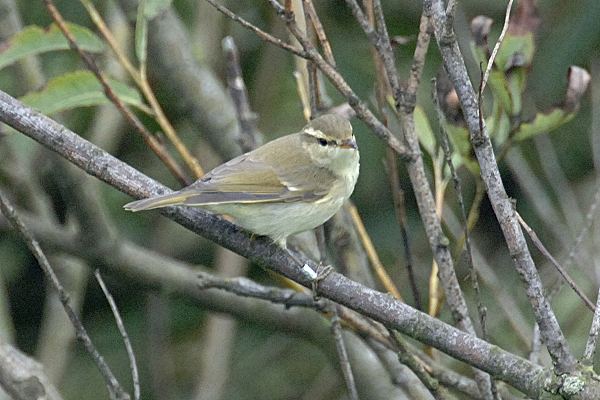 Greenish Warbler