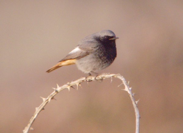 Black Redstart