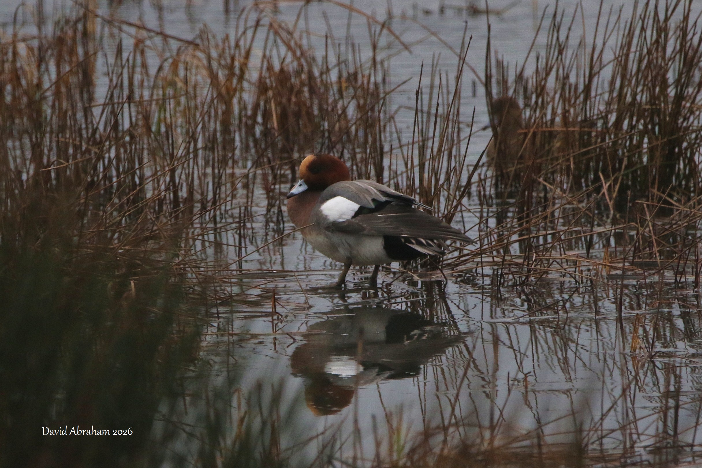Wigeon 