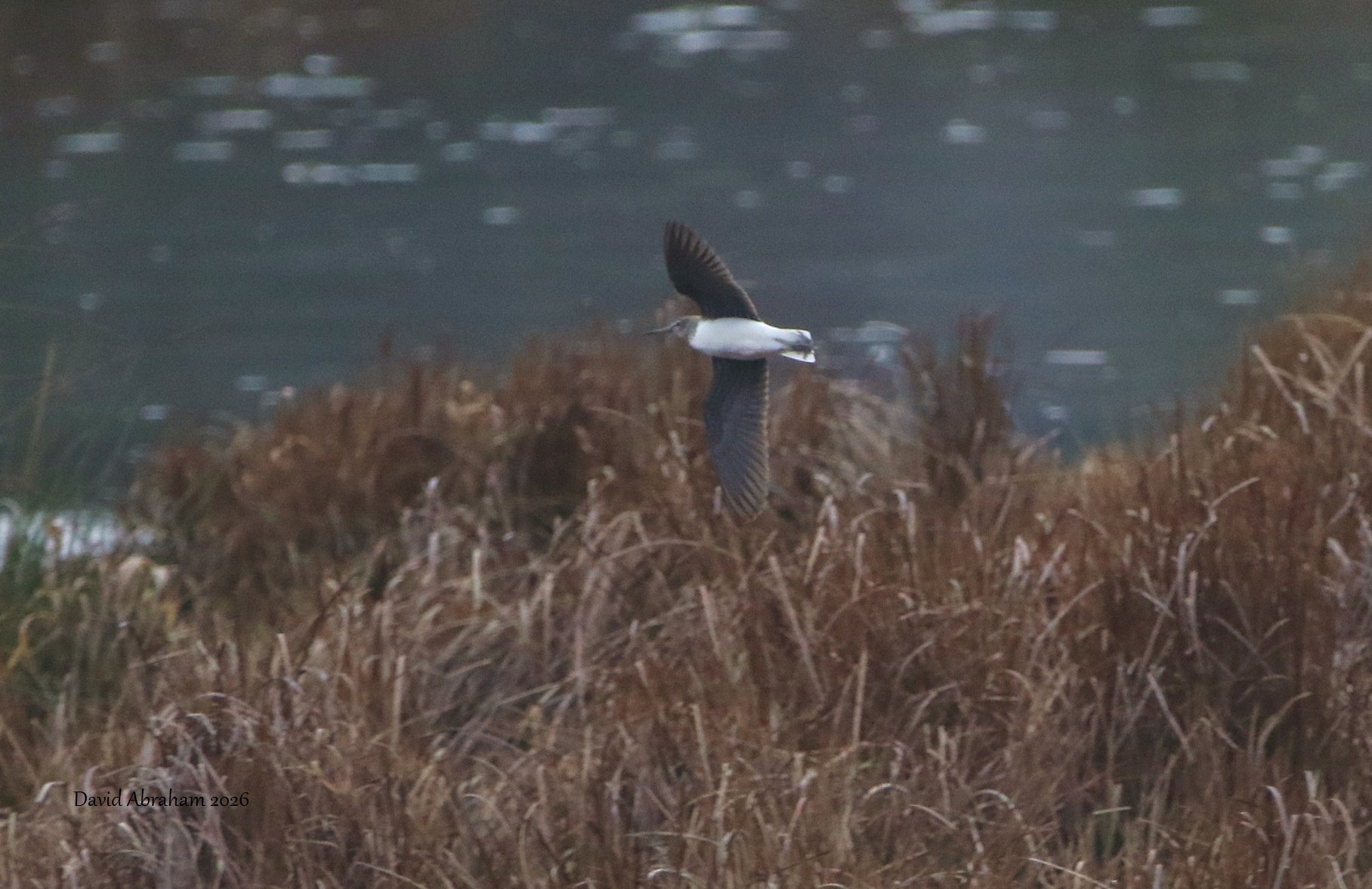 Green Sandpiper 