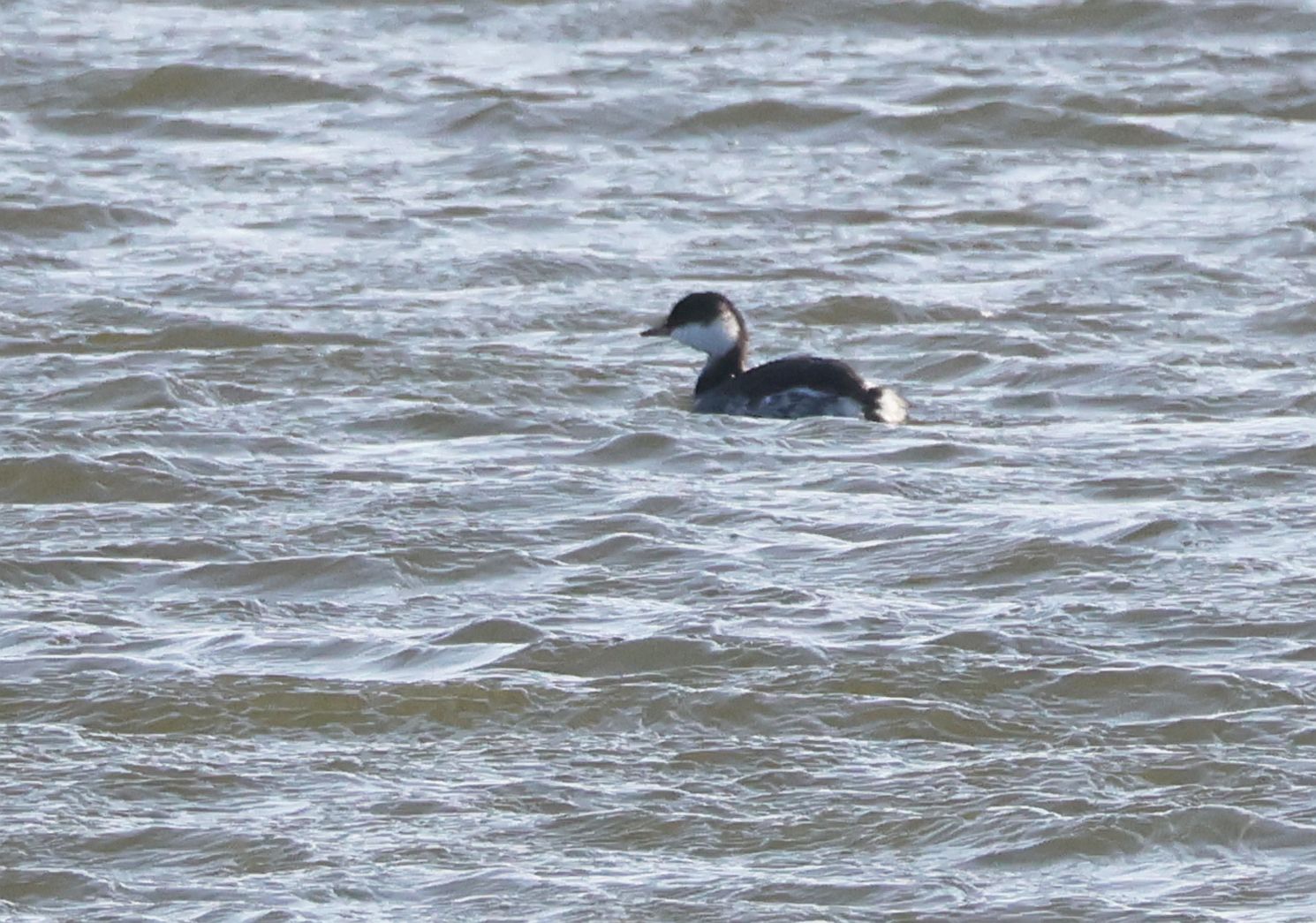 Slavonian Grebe