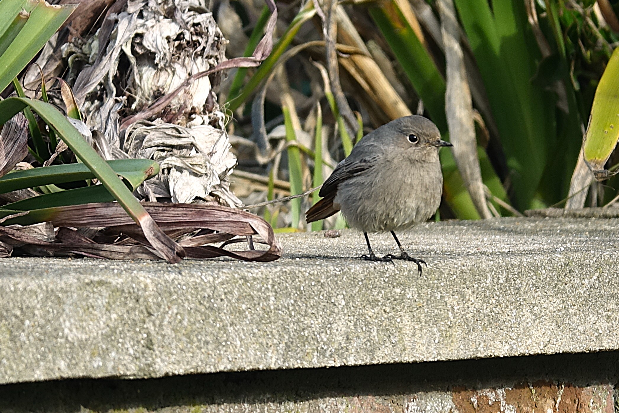Black Redstart