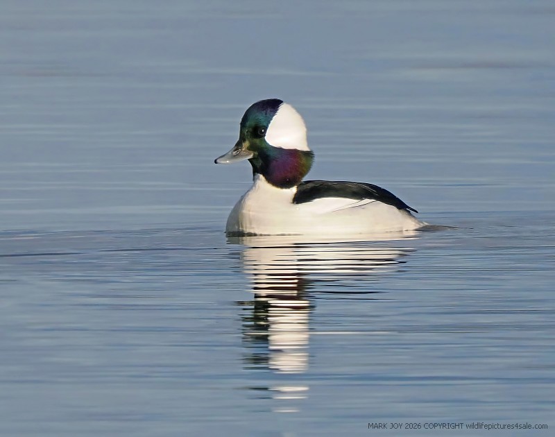 Bufflehead