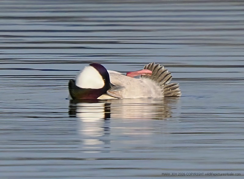 Bufflehead