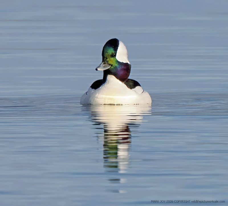 Bufflehead
