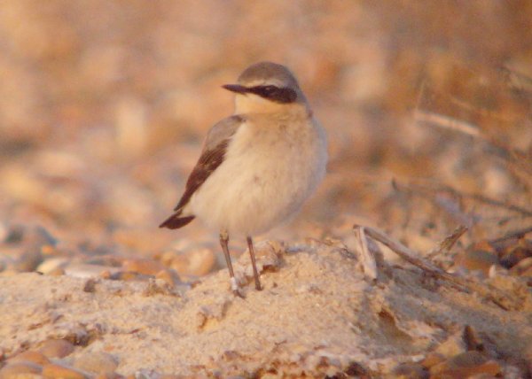 Wheatear