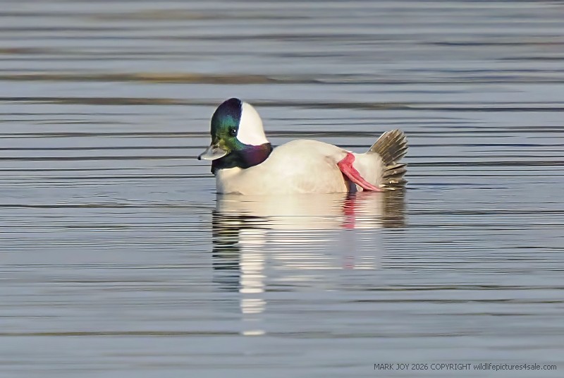 Bufflehead