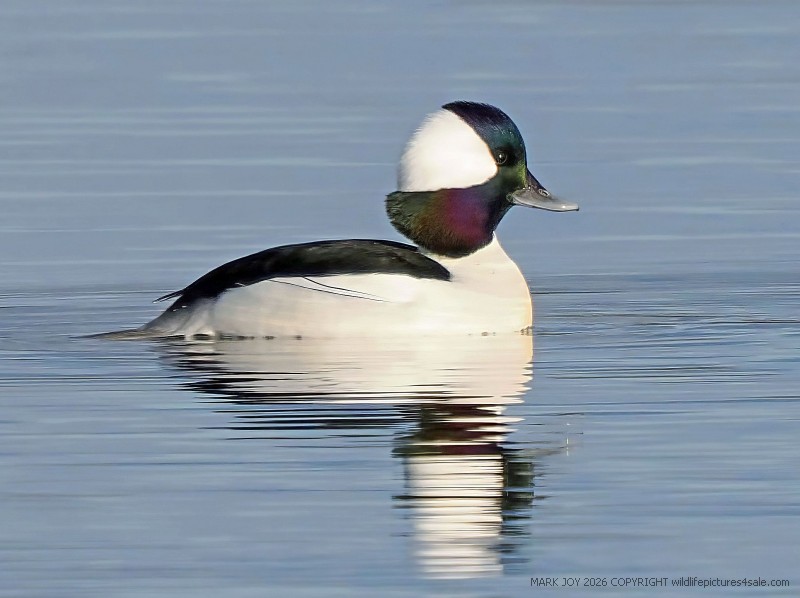 Bufflehead