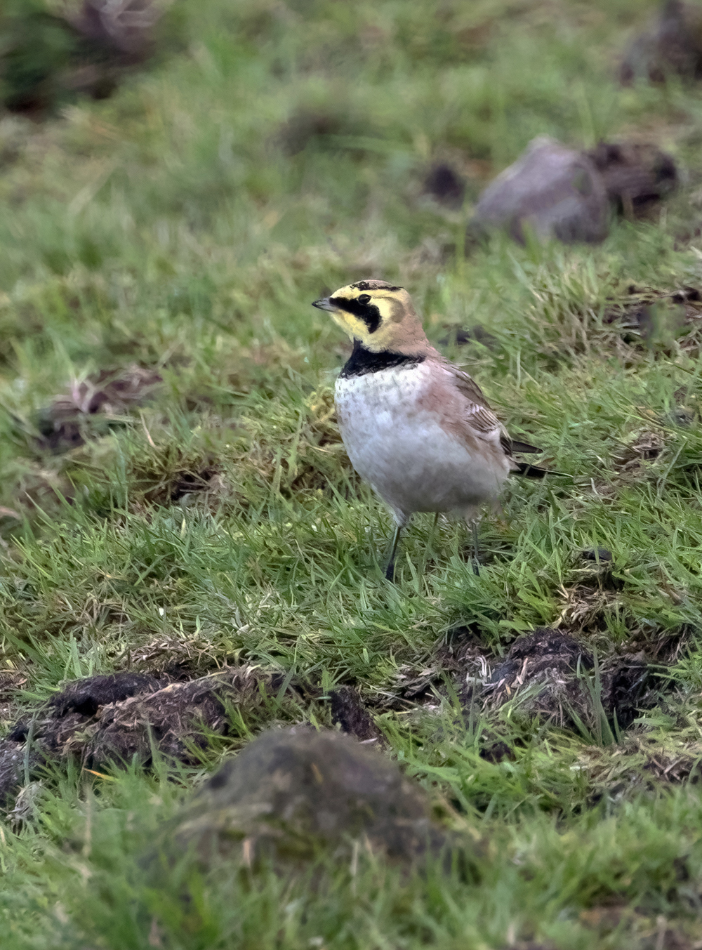 Shorelark