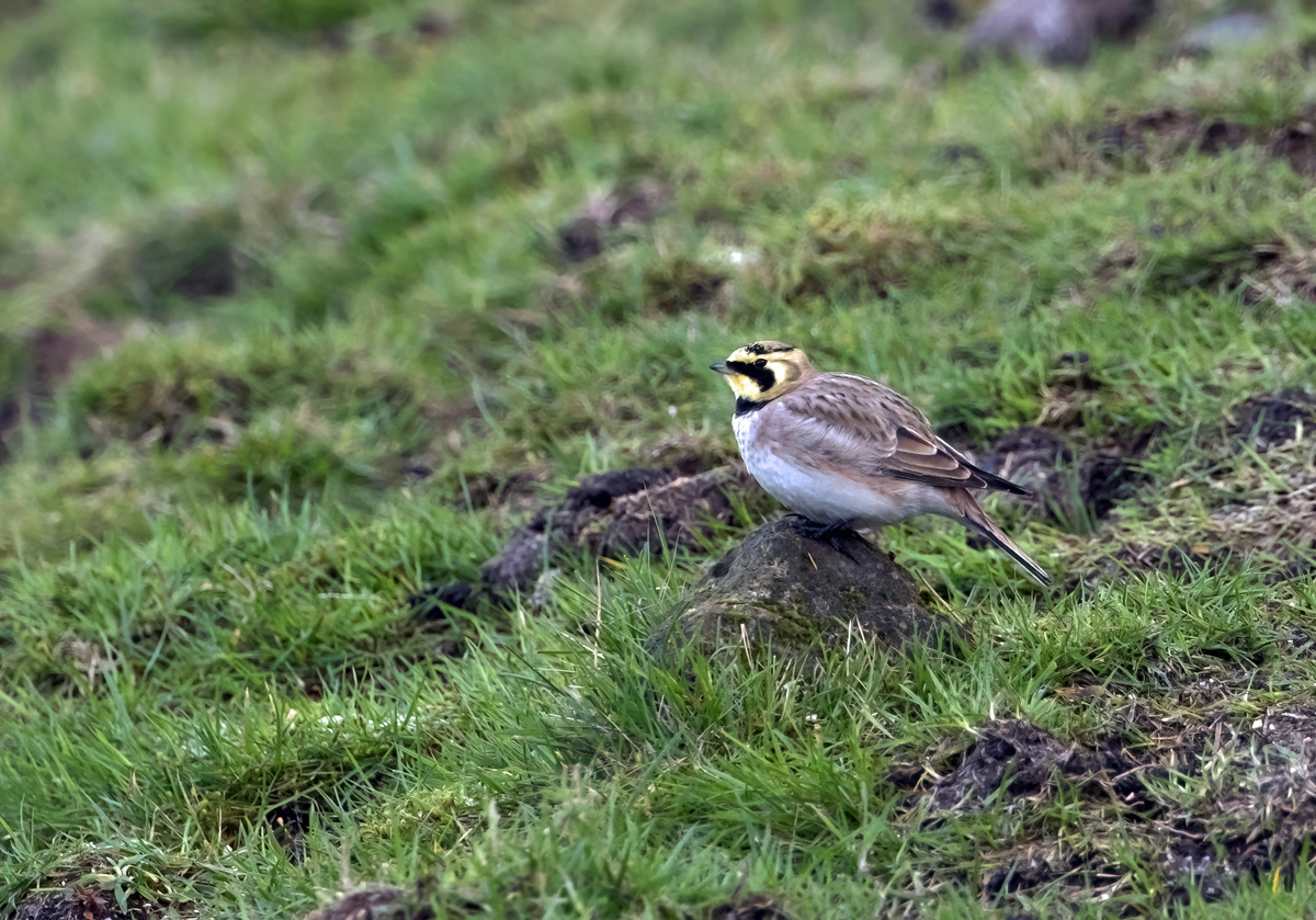 Shorelark