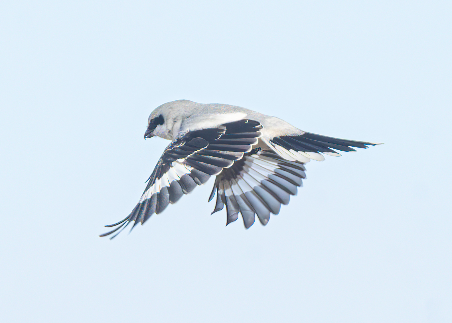 Great Grey Shrike