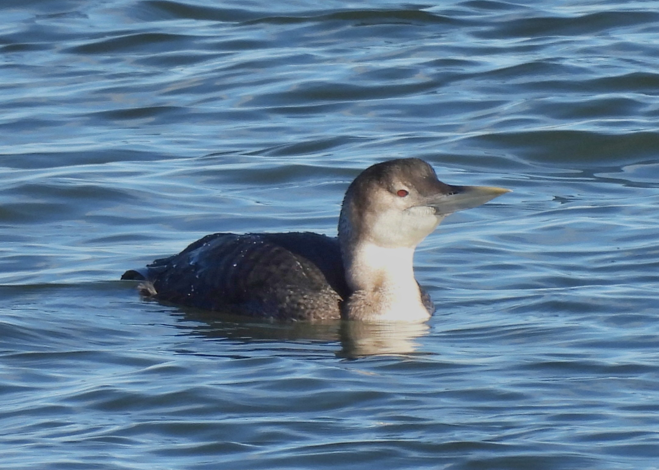 White-billed Diver