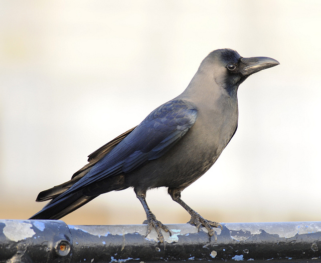 House Crow