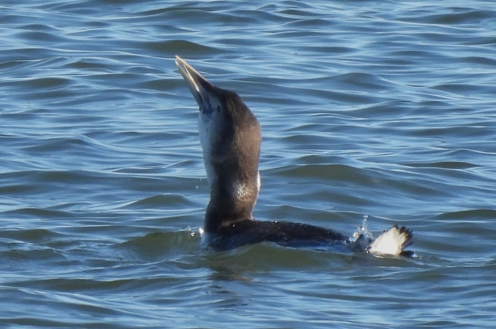 White-billed Diver