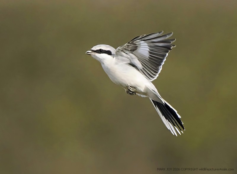 Great Grey Shrike