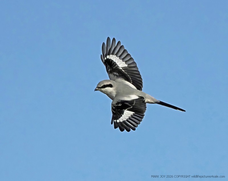 Great Grey Shrike