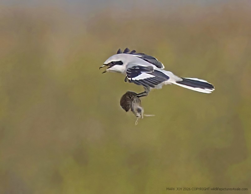 Great Grey Shrike
