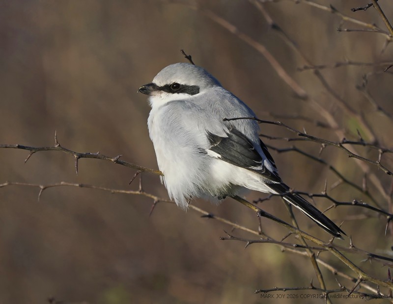 Great Grey Shrike