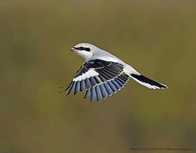 Great Grey Shrike