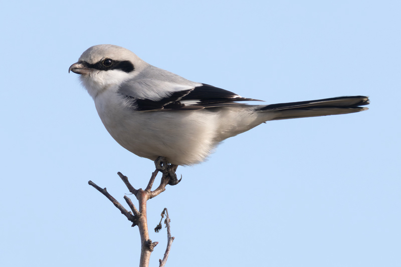 Great Grey Shrike
