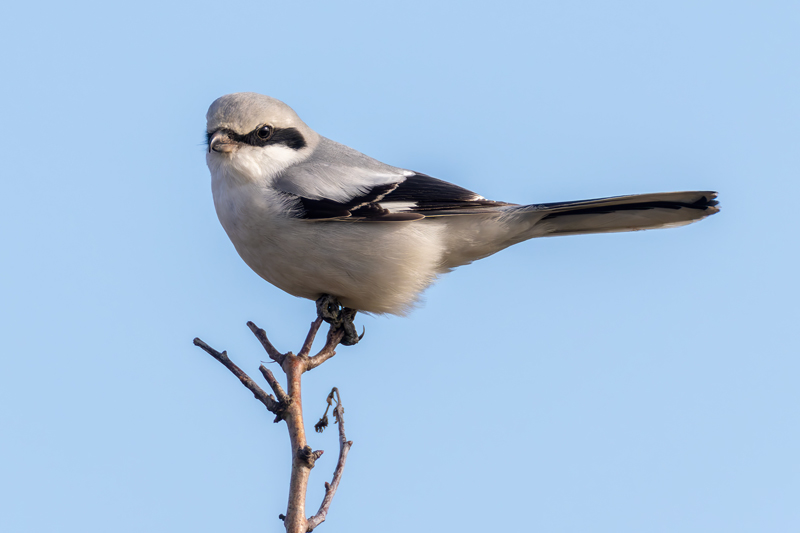 Common Great Grey Shrike