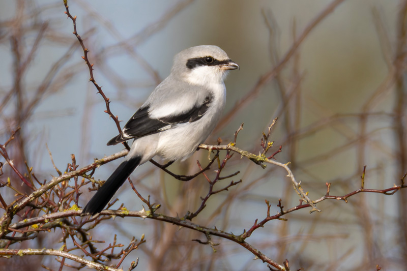 Great Grey Shrike