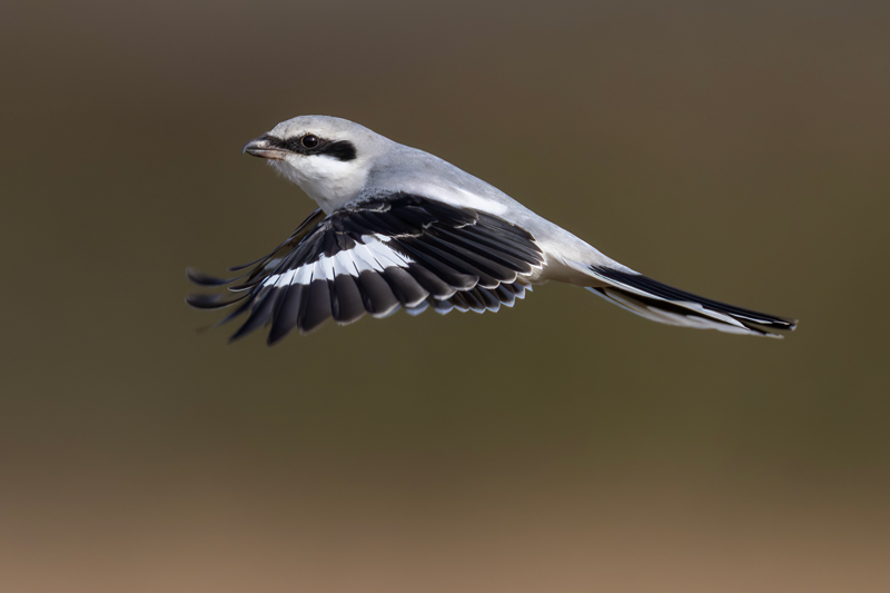 Great Grey Shrike