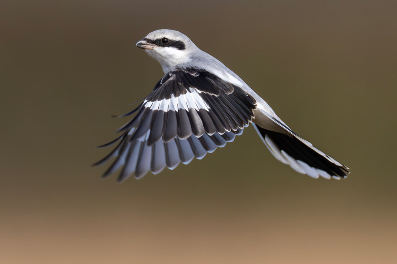 Great Grey Shrike