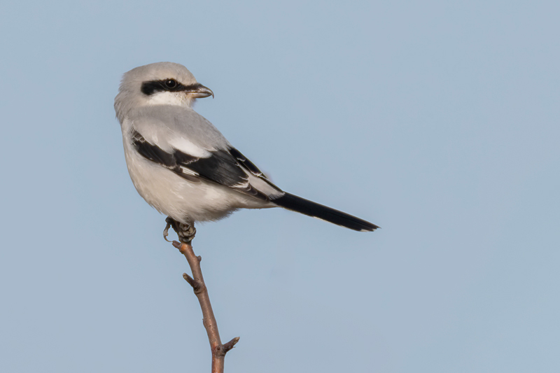 Great Grey Shrike